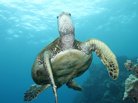 Things to do in Kailua