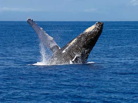 Things to do in Kihei